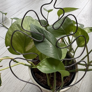 Grafit monstrea álló, Otthon & Életmód, Dekoráció, Virágdísz és tartó, Virágtartó, Fémmegmunkálás, MESKA