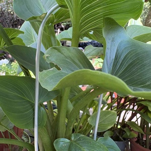 Arcadia matt ezüst, Otthon & Életmód, Dekoráció, Virágdísz és tartó, Virágtartó, Fémmegmunkálás, MESKA