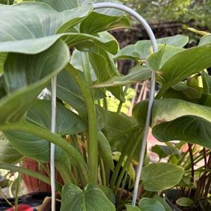 Arcadia matt ezüst - otthon & életmód - dekoráció - virágdísz és tartó - virágtartó - Meska.hu Arcadia matt ezüst - otthon & életmód - dekoráció - virágdísz és tartó - virágtartó - Meska.hu