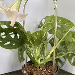 Arcadia arany, Otthon & Életmód, Dekoráció, Virágdísz és tartó, Virágtartó, Fémmegmunkálás, MESKA