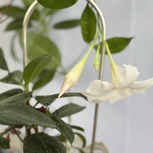 Arcadia arany - otthon & életmód - dekoráció - virágdísz és tartó - virágtartó - Meska.hu Arcadia arany - otthon & életmód - dekoráció - virágdísz és tartó - virágtartó - Meska.hu