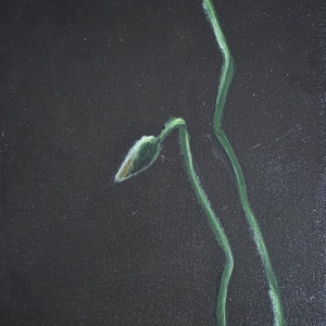 Pipacs - Meska.hu