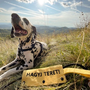 hagyj teret pórázfelirat reaktív kutyusoknak - Meska.hu