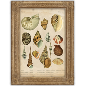 Kagyló print - Vintage poszter - A5, A4, A3- Botanikai illusztráció - Kagyló poszter - Mollesques fali kép, Otthon & Lakás, Dekoráció, Kép & Falikép, Poszter, Fotó, grafika, rajz, illusztráció, Meska