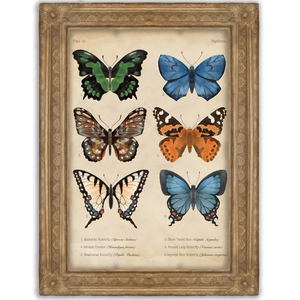 Pillangós print - Vintage poszter - A5, A4, A3- Botanikai illusztráció - Pillangó poszter - Papillon fali kép, Otthon & Lakás, Dekoráció, Kép & Falikép, Poszter, Fotó, grafika, rajz, illusztráció, Meska