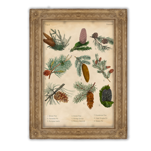 Tobozok print - Vintage poszter - A5, A4, A3- Botanikai illusztráció - Vintage Pinecones poszter - Erdei fali kép, Otthon & Lakás, Dekoráció, Kép & Falikép, Poszter, Fotó, grafika, rajz, illusztráció, MESKA