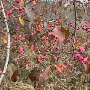 Kecskerágó koszorú - otthon & életmód - dekoráció - virágdísz és tartó - koszorú - Meska.hu