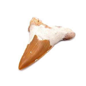 Cápafog 4-5cm, Kellékek & szerszámok, Ásvány alapanyag, , MESKA