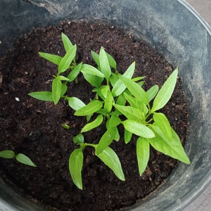 FLOWER SEED köszönőajándék (zero waste) - esküvő - dekoráció - Meska.hu