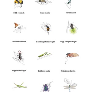 Rovarok faliképek - otthon & életmód - dekoráció - fali és függő dekoráció - falra akasztható dekor - Meska.hu