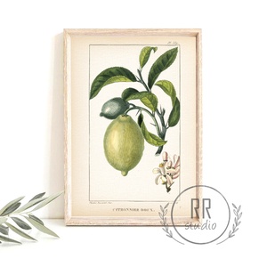 Lime, Vintage Botanikai illusztráció, otthoni dekoráció falikép, KERET NÉLKÜL, Otthon & Életmód, Falra akasztható dekor, Fali és függő dekoráció, Dekoráció, Fotó, grafika, rajz, illusztráció, MESKA
