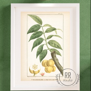 Vintage Botanikai illusztráció, otthoni dekoráció falikép, KERET NÉLKÜL, Otthon & Életmód, Falra akasztható dekor, Fali és függő dekoráció, Dekoráció, Fotó, grafika, rajz, illusztráció, MESKA