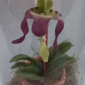 Orchidea virágos ajándékdoboz, Otthon & Lakás, Dekoráció, Dísztárgy, Mindenmás, MESKA