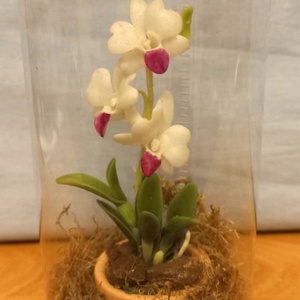 Orchidea dobozban, Otthon & Életmód, Dekoráció, Dísztárgy, Mindenmás, MESKA