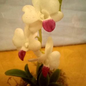 Orchidea dobozban - otthon & életmód - dekoráció - dísztárgy - Meska.hu