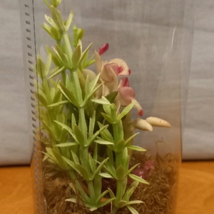 Orchidea dobozban - otthon & életmód - dekoráció - dísztárgy - Meska.hu