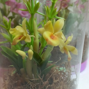 Dobozos orchidea - otthon & életmód - dekoráció - dísztárgy - Meska.hu