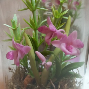 Dobozos orchidea - otthon & életmód - dekoráció - dísztárgy - Meska.hu
