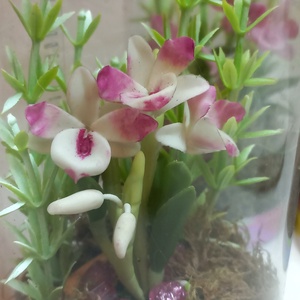Dobozos orchidea - otthon & életmód - dekoráció - dísztárgy - Meska.hu