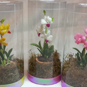 Dobozos Dendrobium orchidea - Meska.hu