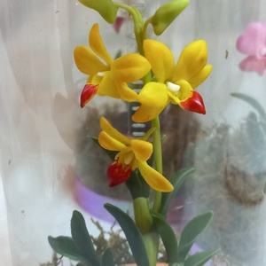 Dobozos Dendrobium orchidea - otthon & életmód - dekoráció - dísztárgy - Meska.hu