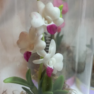 Dobozos Dendrobium orchidea - otthon & életmód - dekoráció - dísztárgy - Meska.hu