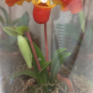 Dobozos orchidea - otthon & életmód - dekoráció - dísztárgy - Meska.hu