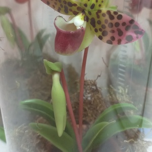 Dobozos orchidea - otthon & életmód - dekoráció - dísztárgy - Meska.hu