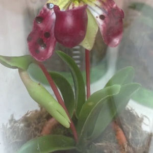 Dobozos orchidea - otthon & életmód - dekoráció - dísztárgy - Meska.hu