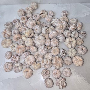 Mini tök termés - havas fehér 2,5 dkg, Kellékek & szerszámok, Dekorációs kellékek, Termések, terméscsomagok, , MESKA