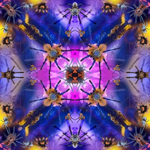 EXOTIKALEIDOSCOPE: PÓKOK - otthon & életmód - dekoráció - kép & falikép - vászonkép - Meska.hu