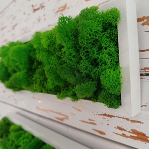  Izlandi zuzmó képsorozat  - otthon & életmód - dekoráció - fali és függő dekoráció - zuzmókép, mohakép - Meska.hu