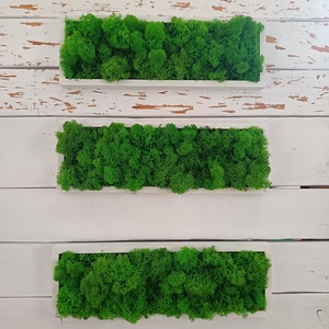  Izlandi zuzmó képsorozat  - otthon & életmód - dekoráció - fali és függő dekoráció - zuzmókép, mohakép - Meska.hu