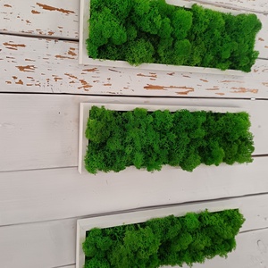  Izlandi zuzmó képsorozat  - otthon & életmód - dekoráció - fali és függő dekoráció - zuzmókép, mohakép - Meska.hu