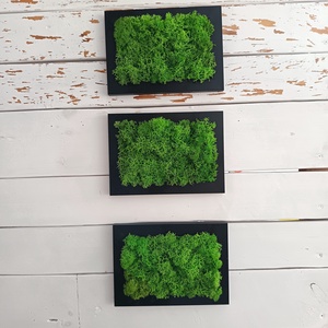 Izlandi zuzmó képsorozat , Otthon & Életmód, Dekoráció, Fali és függő dekoráció, Zuzmókép, Mohakép, , MESKA