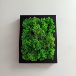 Izlandi zuzmó kép , Otthon & Életmód, Dekoráció, Fali és függő dekoráció, Zuzmókép, Mohakép, , MESKA