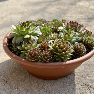 Kövirózsa műanyag tálban - Meska.hu