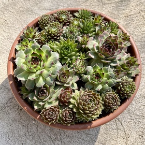 Kövirózsa műanyag tálban - otthon & életmód - dekoráció - asztal és polc dekoráció - asztaldísz - Meska.hu