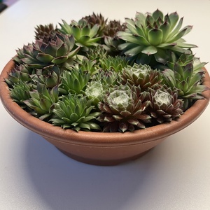 Kövirózsa műanyag tálban - Meska.hu