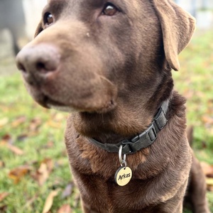 Személyre szabott kutyabiléta - Meska.hu