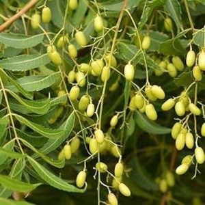 Neem olaj 100 ml, Kellékek & szerszámok, Kozmetikai alapanyag, Szappankészítés, Kozmetikum készítés, MESKA