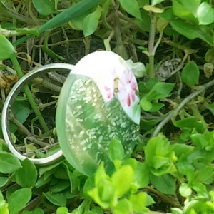 Tavasz -  - Meska.hu