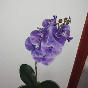 Lila orchidea kaspóban - otthon & életmód - virágdekoráció - virágdíszek - virágdísz kaspóban - Meska.hu