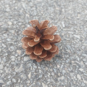 Toboz  10db/csomag dekorációhoz - kellékek & szerszámok - dekorációs kellékek - toboz - Meska.hu