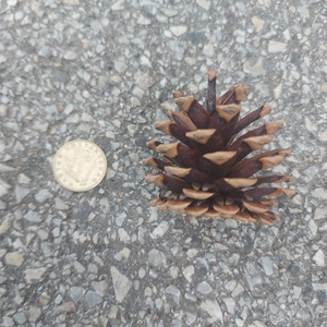 Toboz  10db/csomag dekorációhoz - kellékek & szerszámok - dekorációs kellékek - toboz - Meska.hu