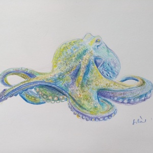 Polip - Meska.hu