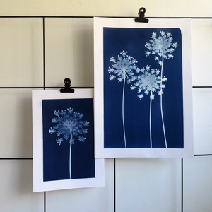 Cianotípia nyomat - Daucus carota, A4-es méretben - művészet - fotográfia - természetfotó - Meska.hu