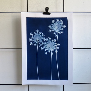 Cianotípia nyomat - Daucus carota, A4-es méretben - művészet - fotográfia - természetfotó - Meska.hu