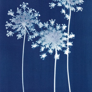 Cianotípia nyomat - Daucus carota, A4-es méretben - művészet - fotográfia - természetfotó - Meska.hu
