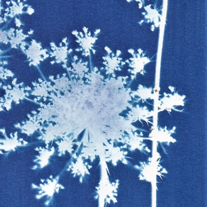 Cianotípia nyomat - Daucus carota, A4-es méretben, Művészet, Fotográfia, Természetfotó, Fotó, grafika, rajz, illusztráció, MESKA